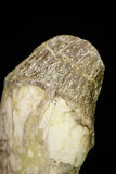 21017 -  Top Huge 6.04 Inch Pappocetus lugardi (Whale Ancestor) Incisor Rooted Tooth