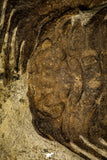 30428 - Top Association 2 Selenopeltis macrophtalma Upper Ordovician Trilobites