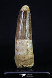 20155 - Well Preserved 3.38 Inch Spinosaurus Dinosaur Tooth Cretaceous