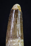 20155 - Well Preserved 3.38 Inch Spinosaurus Dinosaur Tooth Cretaceous