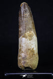 20155 - Well Preserved 3.38 Inch Spinosaurus Dinosaur Tooth Cretaceous