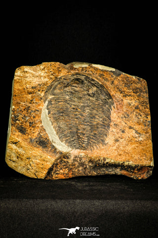 30429 - Top Rare Huge 4.26 Inch aff. Psedosaukianda lata Early Cambrian Redlichiid Trilobite