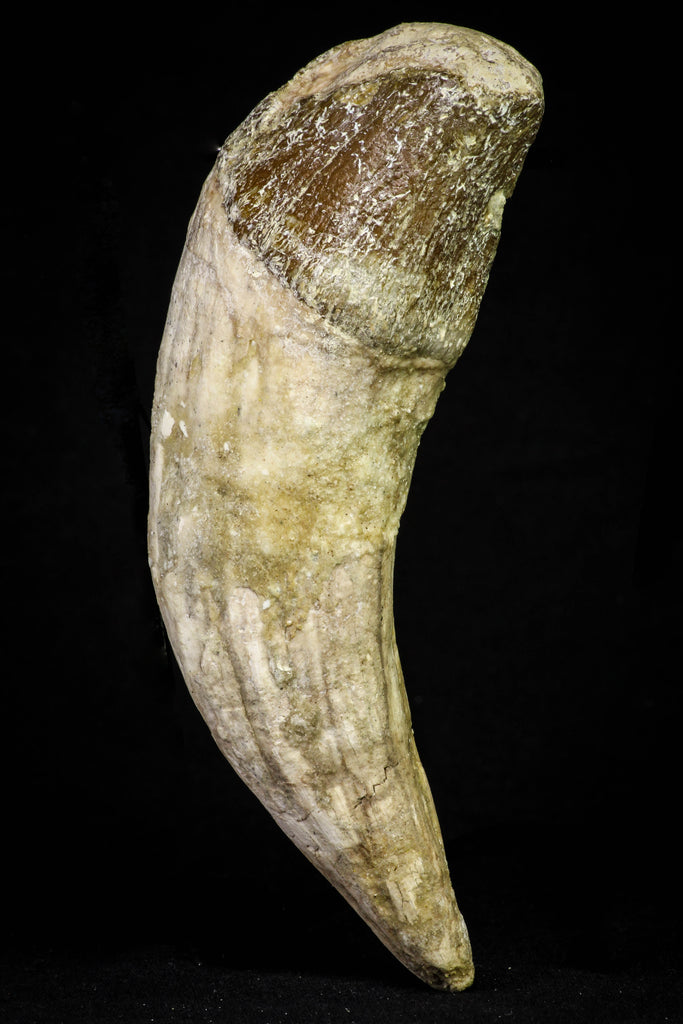 21018 - Top Huge 5.38 Inch Pappocetus lugardi (Whale Ancestor) Incisor Rooted Tooth