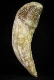 21018 - Top Huge 5.38 Inch Pappocetus lugardi (Whale Ancestor) Incisor Rooted Tooth