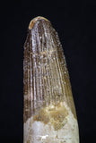 20155 - Well Preserved 3.38 Inch Spinosaurus Dinosaur Tooth Cretaceous