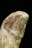 21018 - Top Huge 5.38 Inch Pappocetus lugardi (Whale Ancestor) Incisor Rooted Tooth