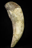 21018 - Top Huge 5.38 Inch Pappocetus lugardi (Whale Ancestor) Incisor Rooted Tooth