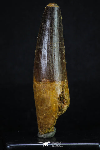20156 - Nicely Preserved 3.43 Inch Spinosaurus Dinosaur Tooth Cretaceous