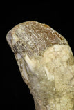 21018 - Top Huge 5.38 Inch Pappocetus lugardi (Whale Ancestor) Incisor Rooted Tooth
