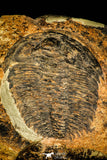 30429 - Top Rare Huge 4.26 Inch aff. Psedosaukianda lata Early Cambrian Redlichiid Trilobite