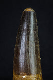 20156 - Nicely Preserved 3.43 Inch Spinosaurus Dinosaur Tooth Cretaceous