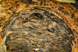 30429 - Top Rare Huge 4.26 Inch aff. Psedosaukianda lata Early Cambrian Redlichiid Trilobite