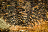 30429 - Top Rare Huge 4.26 Inch aff. Psedosaukianda lata Early Cambrian Redlichiid Trilobite