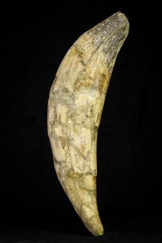 21019 - Top Huge 6.26 Inch Pappocetus lugardi (Whale Ancestor) Incisor Rooted Tooth