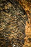 30429 - Top Rare Huge 4.26 Inch aff. Psedosaukianda lata Early Cambrian Redlichiid Trilobite