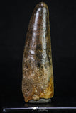 20157 - Well Preserved 3.20 Inch Spinosaurus Dinosaur Tooth Cretaceous