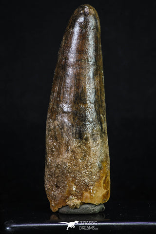 20157 - Well Preserved 3.20 Inch Spinosaurus Dinosaur Tooth Cretaceous