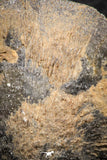 07292 - Great 1.51 Inch Schizophoria Middle Devonian Brachiopod