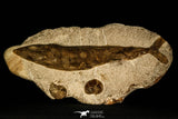 30430- Museum Grade 13.41 Inch Goulmimichthys arambourgi 3D Fossil Fish + 2 Ammonites - Upper Cretaceous Morocco