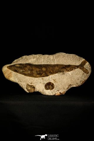 30430- Museum Grade 13.41 Inch Goulmimichthys arambourgi 3D Fossil Fish + 2 Ammonites - Upper Cretaceous Morocco