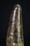 20157 - Well Preserved 3.20 Inch Spinosaurus Dinosaur Tooth Cretaceous