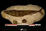 30430- Museum Grade 13.41 Inch Goulmimichthys arambourgi 3D Fossil Fish + 2 Ammonites - Upper Cretaceous Morocco