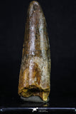 20157 - Well Preserved 3.20 Inch Spinosaurus Dinosaur Tooth Cretaceous