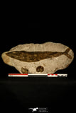 30430- Museum Grade 13.41 Inch Goulmimichthys arambourgi 3D Fossil Fish + 2 Ammonites - Upper Cretaceous Morocco