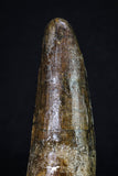 20157 - Well Preserved 3.20 Inch Spinosaurus Dinosaur Tooth Cretaceous