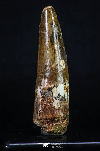 20158 - Well Preserved 2.91 Inch Spinosaurus Dinosaur Tooth Cretaceous