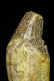 21020 - Extremely Rare 5.34 Inch Pappocetus lugardi (Whale Ancestor) Incisor Rooted Tooth