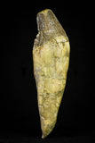 21020 - Extremely Rare 5.34 Inch Pappocetus lugardi (Whale Ancestor) Incisor Rooted Tooth