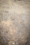 07293 - Beautiful 1.96 Inch Gruenewaldtia Middle Devonian Brachiopod