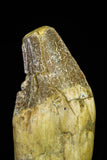 21020 - Extremely Rare 5.34 Inch Pappocetus lugardi (Whale Ancestor) Incisor Rooted Tooth