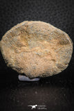 07293 - Beautiful 1.96 Inch Gruenewaldtia Middle Devonian Brachiopod