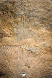 07293 - Beautiful 1.96 Inch Gruenewaldtia Middle Devonian Brachiopod