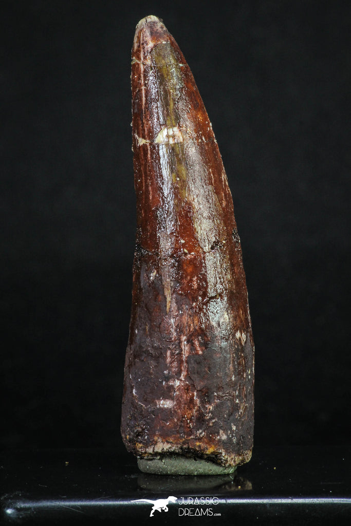 20159 - Well Preserved 2.90 Inch Spinosaurus Dinosaur Tooth Cretaceous