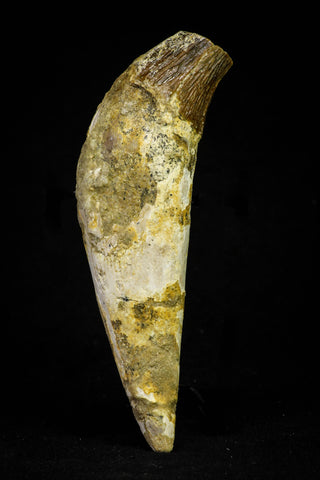 21021 - Top Rare 4.87 Inch Pappocetus lugardi (Whale Ancestor) Incisor Rooted Tooth