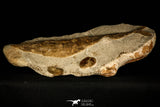 30430- Museum Grade 13.41 Inch Goulmimichthys arambourgi 3D Fossil Fish + 2 Ammonites - Upper Cretaceous Morocco