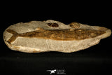 30430- Museum Grade 13.41 Inch Goulmimichthys arambourgi 3D Fossil Fish + 2 Ammonites - Upper Cretaceous Morocco