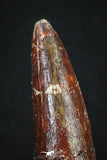 20159 - Well Preserved 2.90 Inch Spinosaurus Dinosaur Tooth Cretaceous
