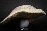 07293 - Beautiful 1.96 Inch Gruenewaldtia Middle Devonian Brachiopod