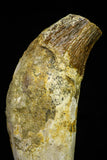 21021 - Top Rare 4.87 Inch Pappocetus lugardi (Whale Ancestor) Incisor Rooted Tooth