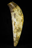 21021 - Top Rare 4.87 Inch Pappocetus lugardi (Whale Ancestor) Incisor Rooted Tooth