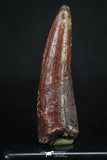 20159 - Well Preserved 2.90 Inch Spinosaurus Dinosaur Tooth Cretaceous