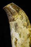 21021 - Top Rare 4.87 Inch Pappocetus lugardi (Whale Ancestor) Incisor Rooted Tooth