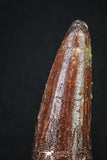 20159 - Well Preserved 2.90 Inch Spinosaurus Dinosaur Tooth Cretaceous