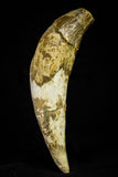 21022 - Top Rare 5.19 Inch Pappocetus lugardi (Whale Ancestor) Incisor Rooted Tooth