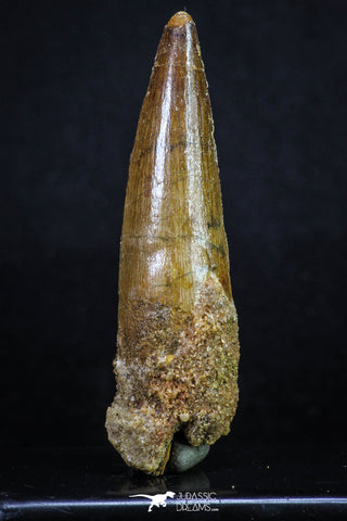20160 - Well Preserved 2.82 Inch Spinosaurus Dinosaur Tooth Cretaceous