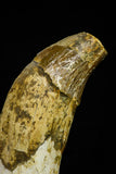 21022 - Top Rare 5.19 Inch Pappocetus lugardi (Whale Ancestor) Incisor Rooted Tooth